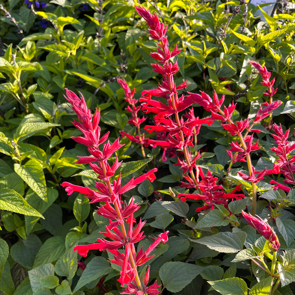 Salvia 'Roman Red'
