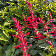 Salvia 'Roman Red'