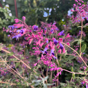Salvia semiatrata