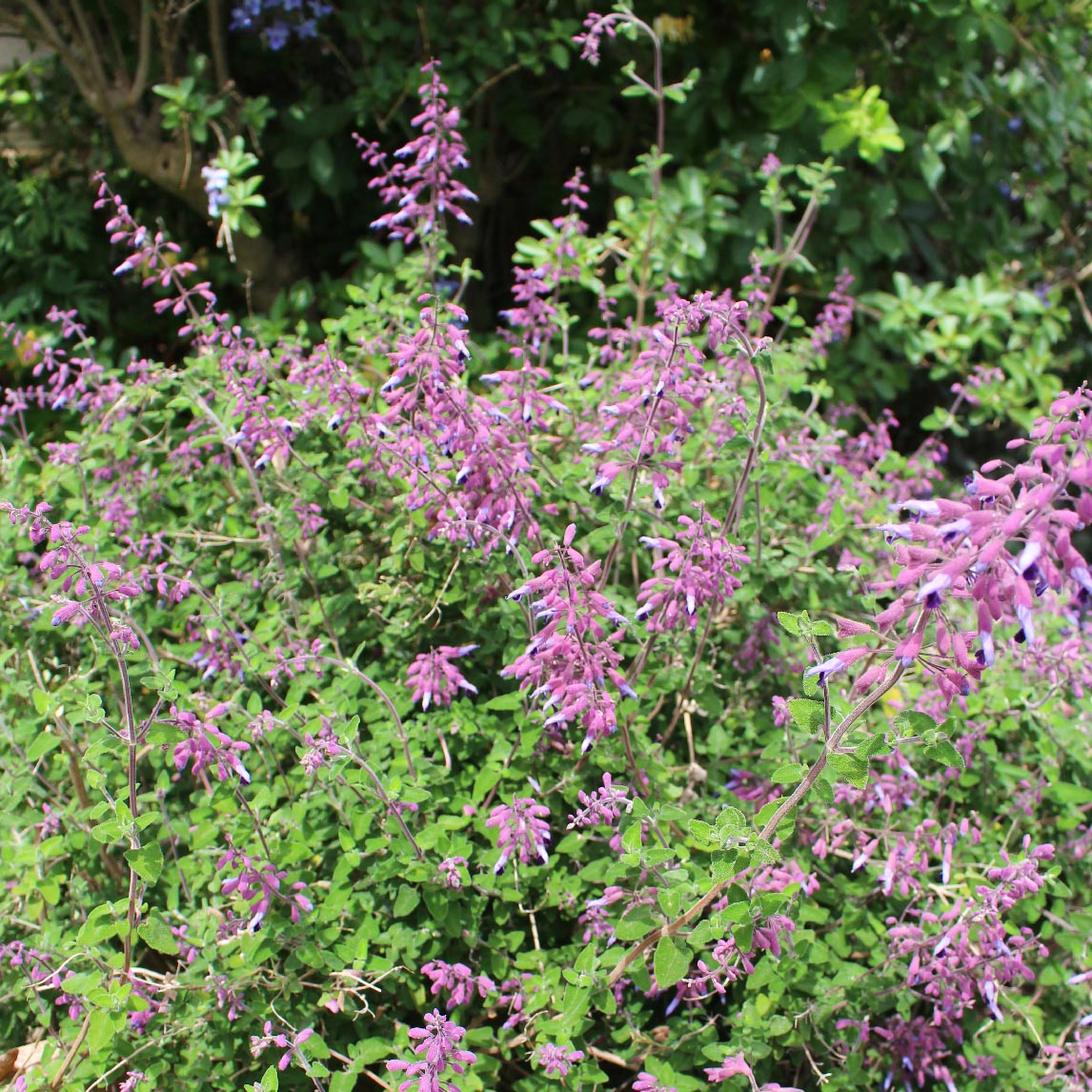 Salvia semiatrata