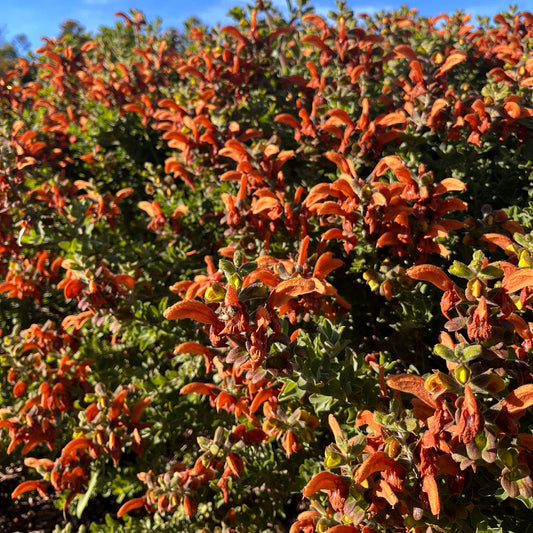 Salvia Africana-Lutea