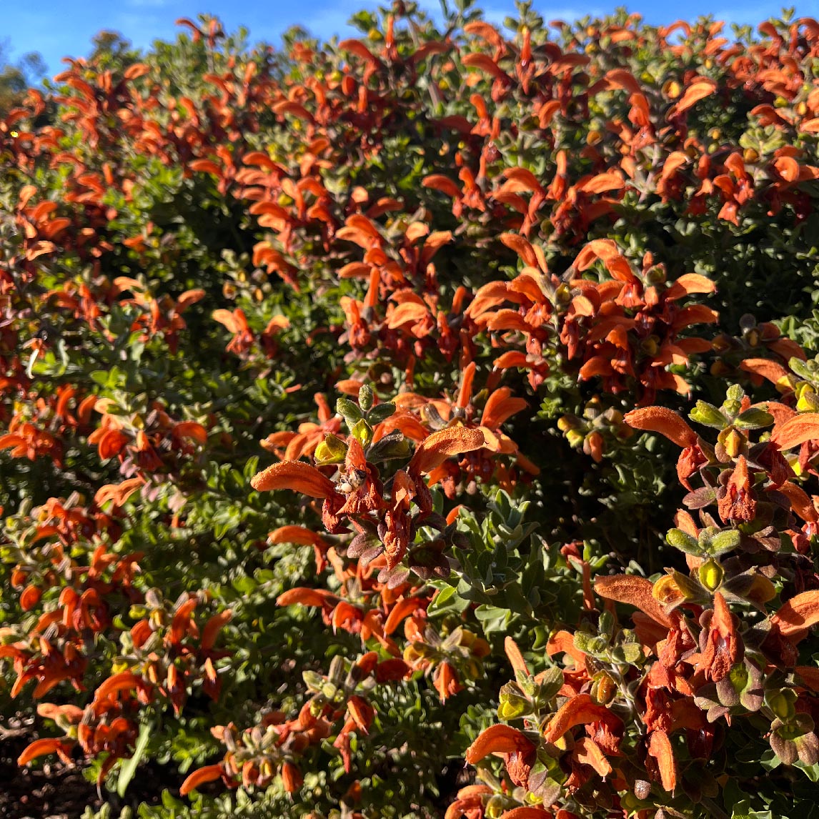 Salvia Africana-Lutea