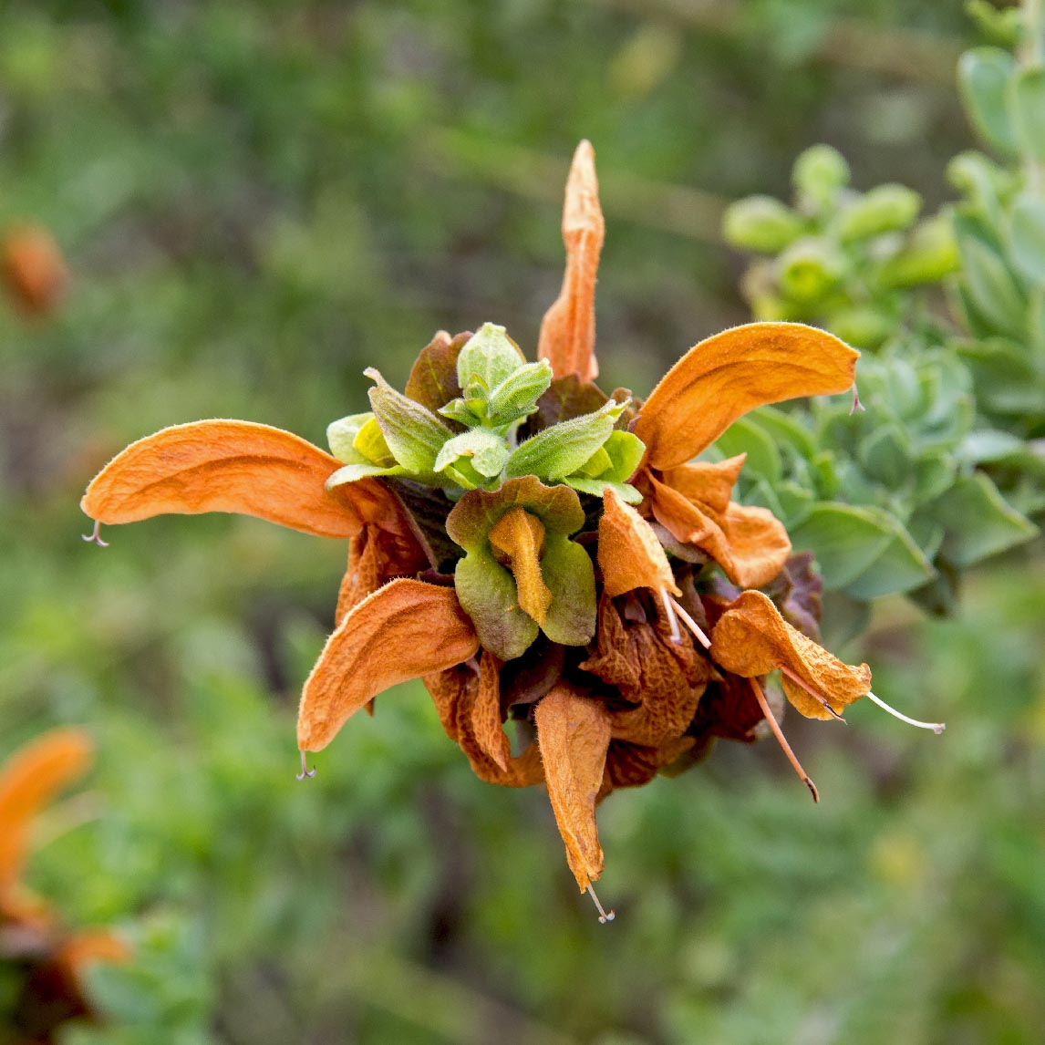 Salvia africana-lutea