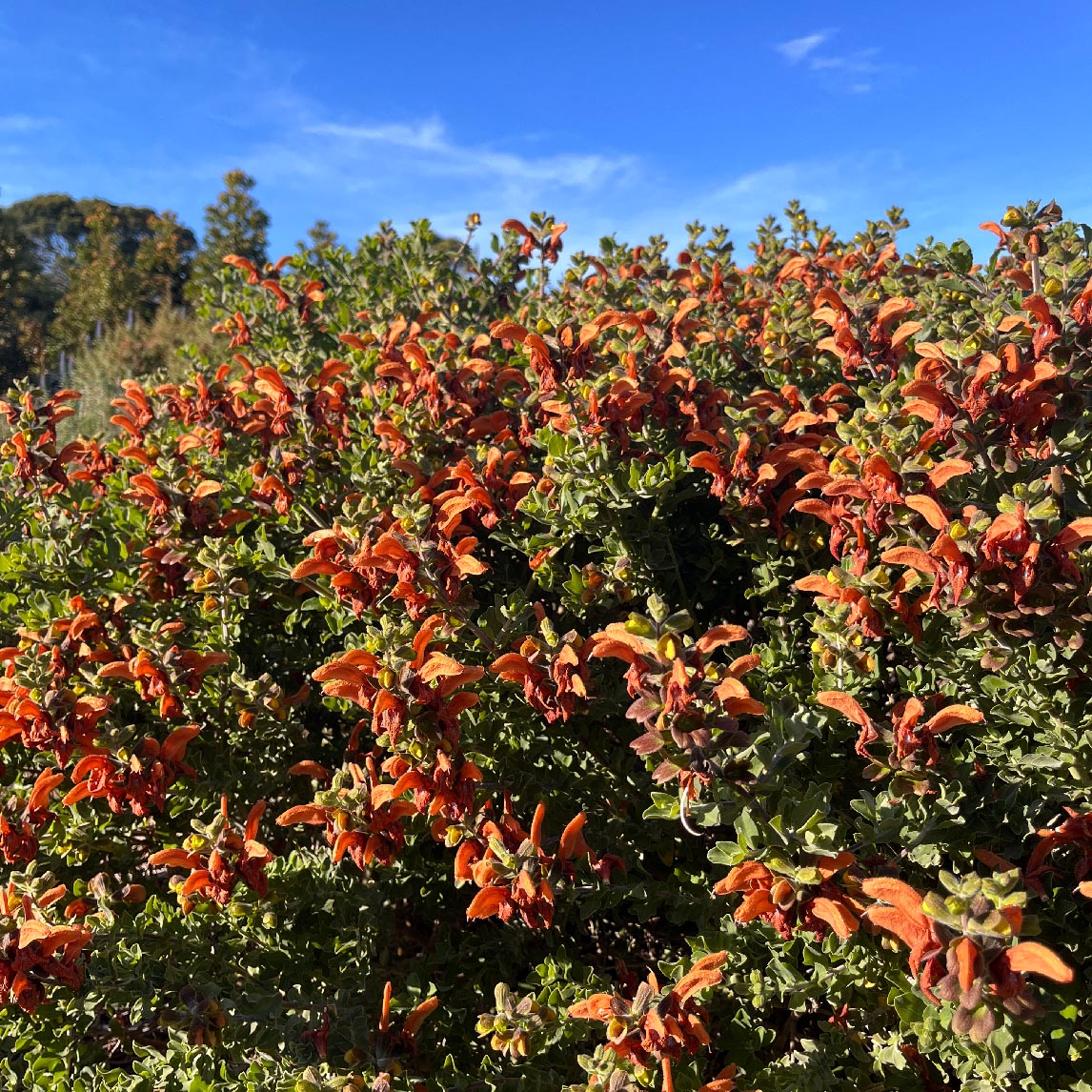 Salvia africana-lutea