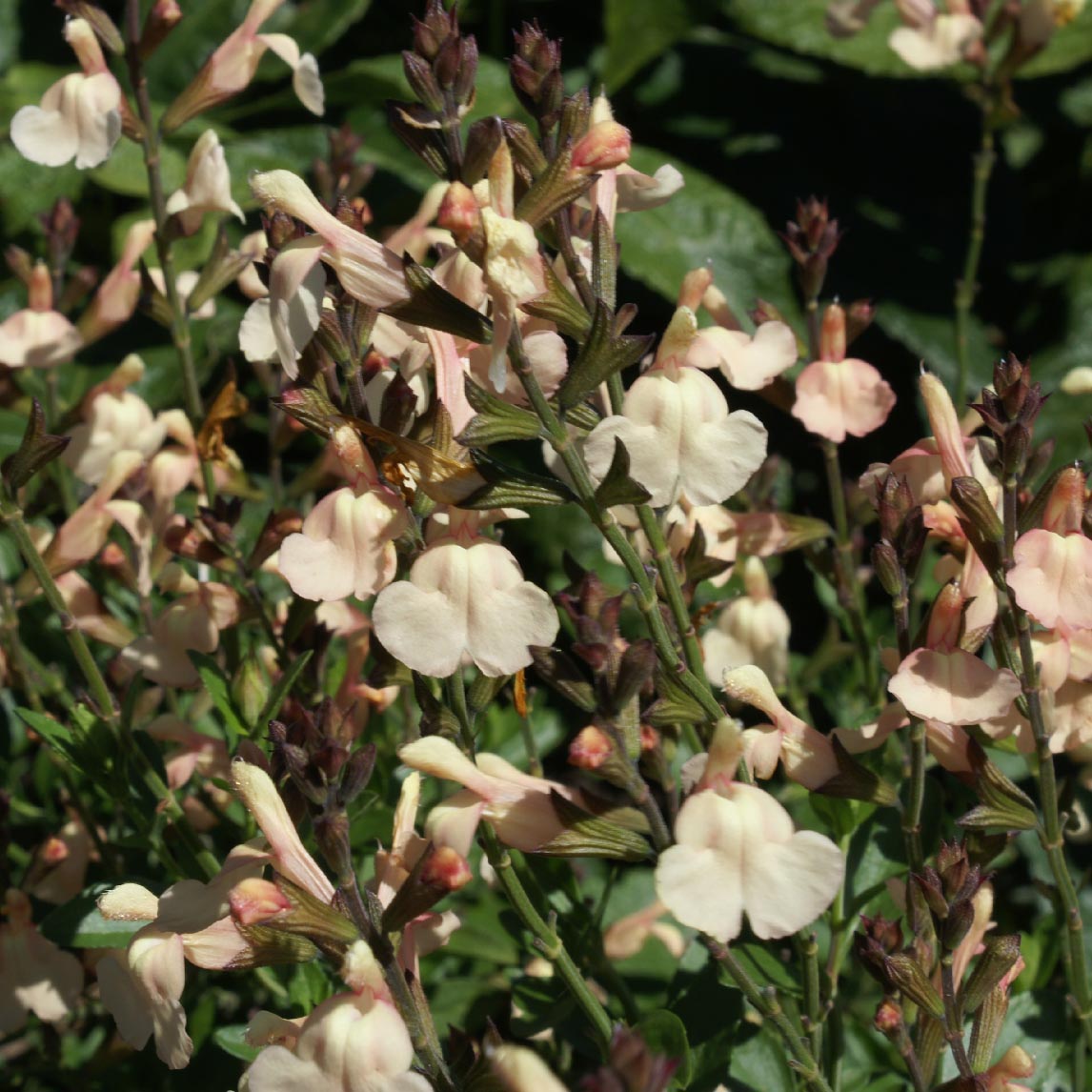 Salvia greggii 'Pumpkin Apricot'