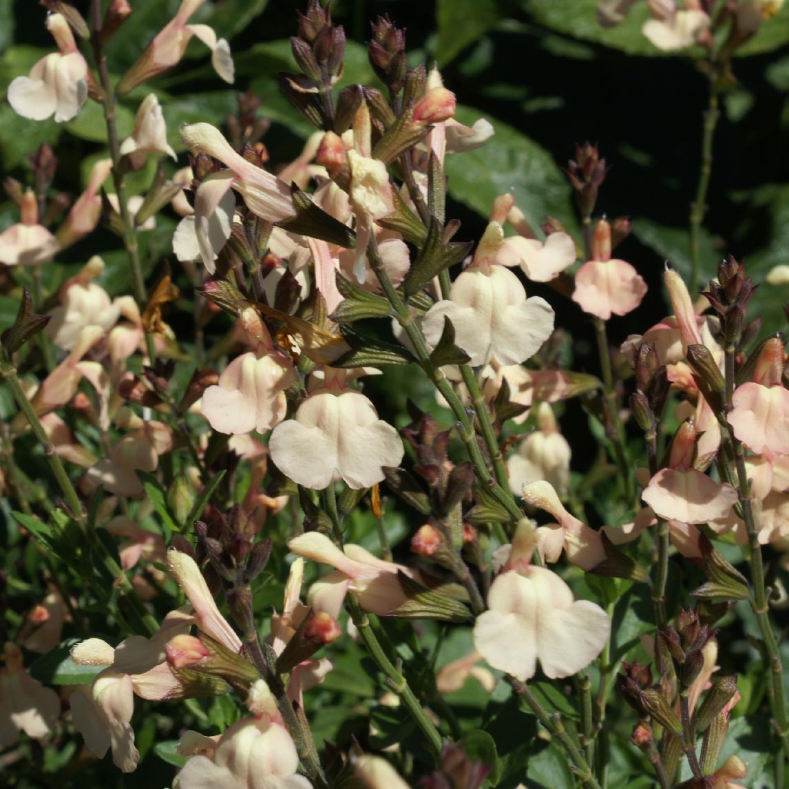 Salvia greggii 'Pumpkin Apricot'