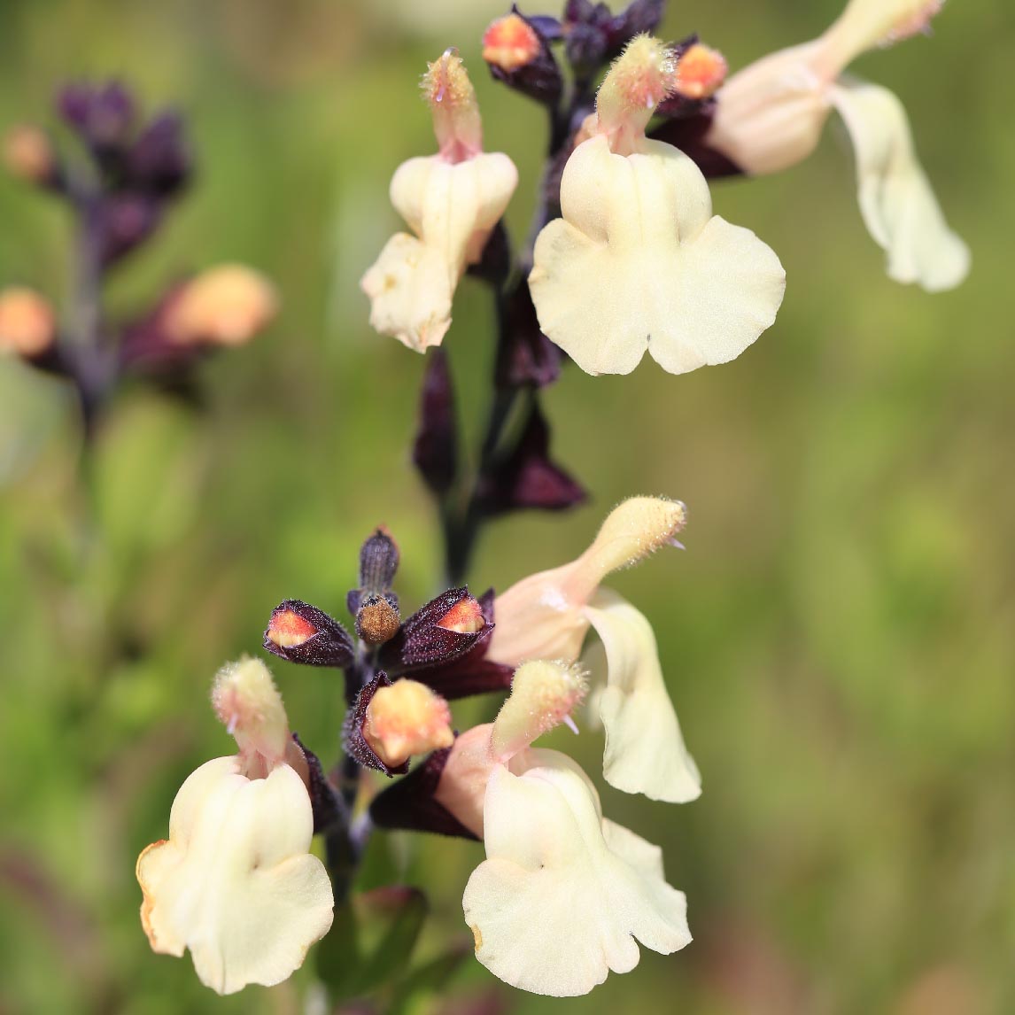 Salvia greggii &#39;Pumpkin Apricot&#39;