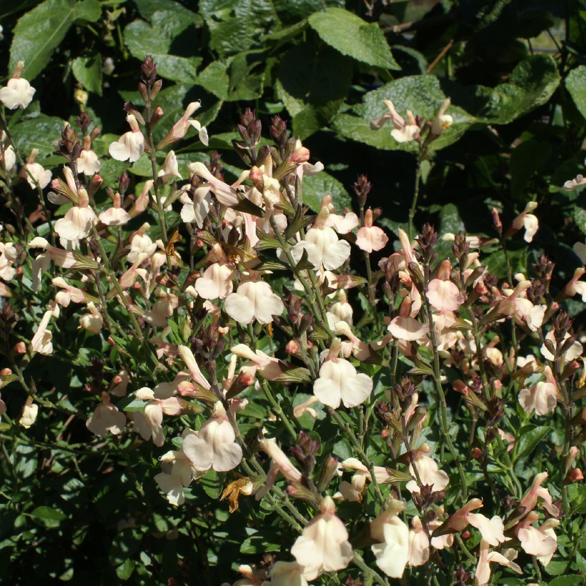 Salvia greggii &#39;Pumpkin Apricot&#39;
