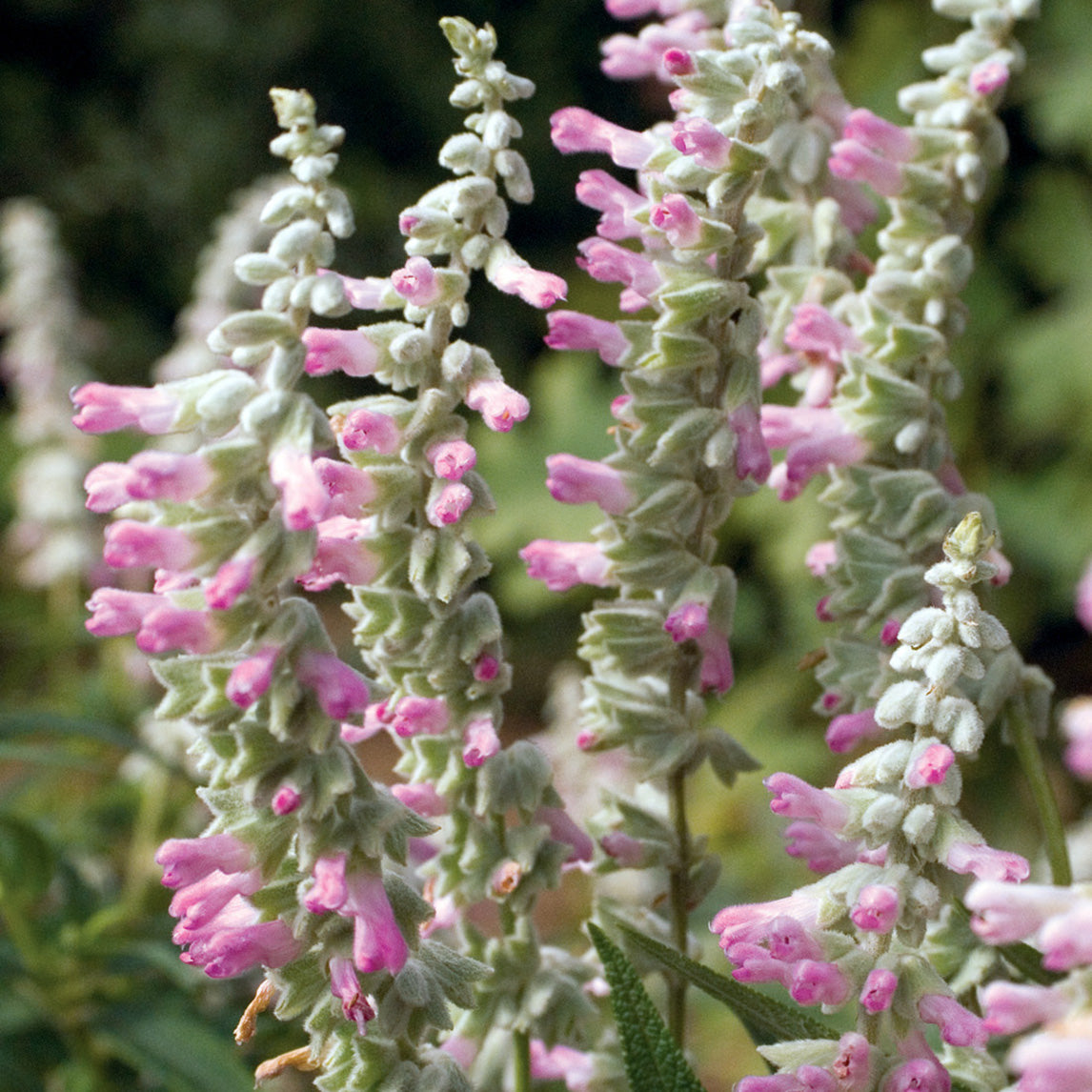 Salvia &#39;Pink Velour&#39;