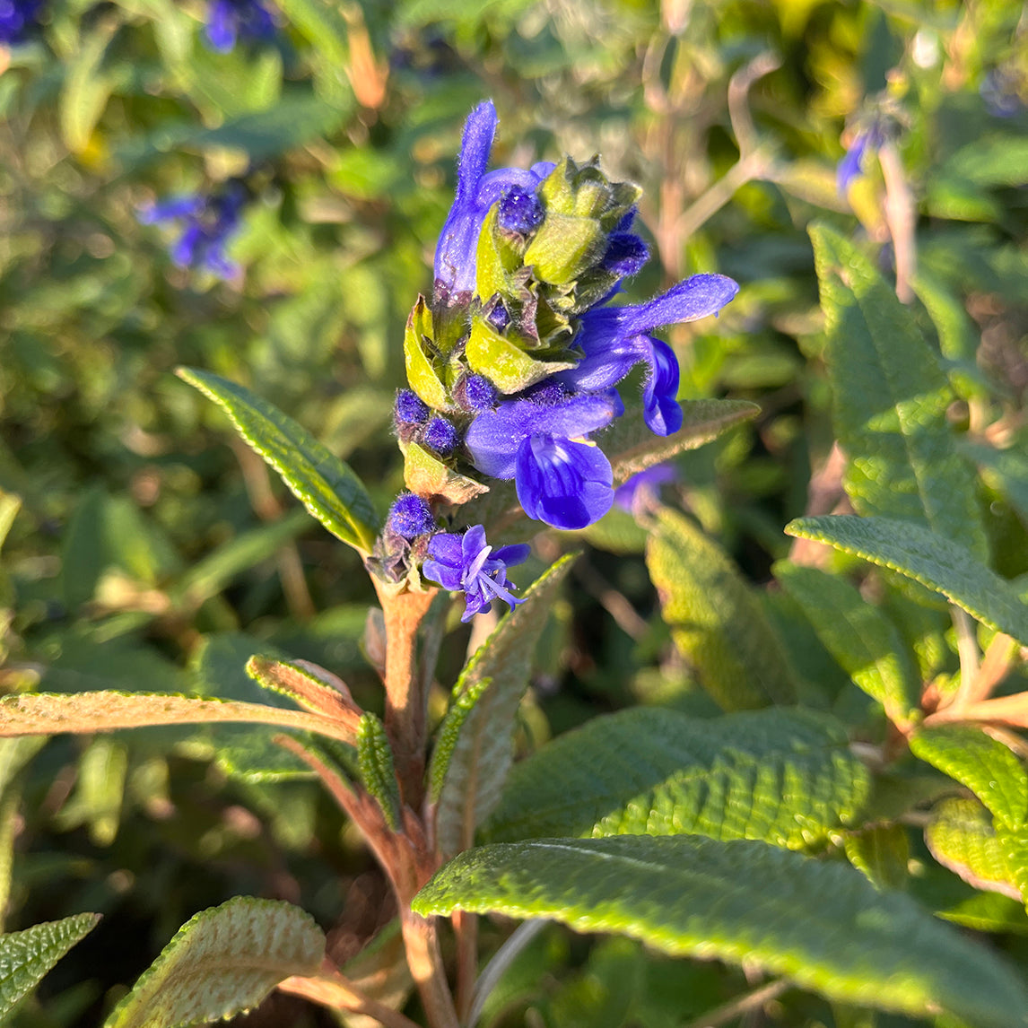 Salvia corrugata