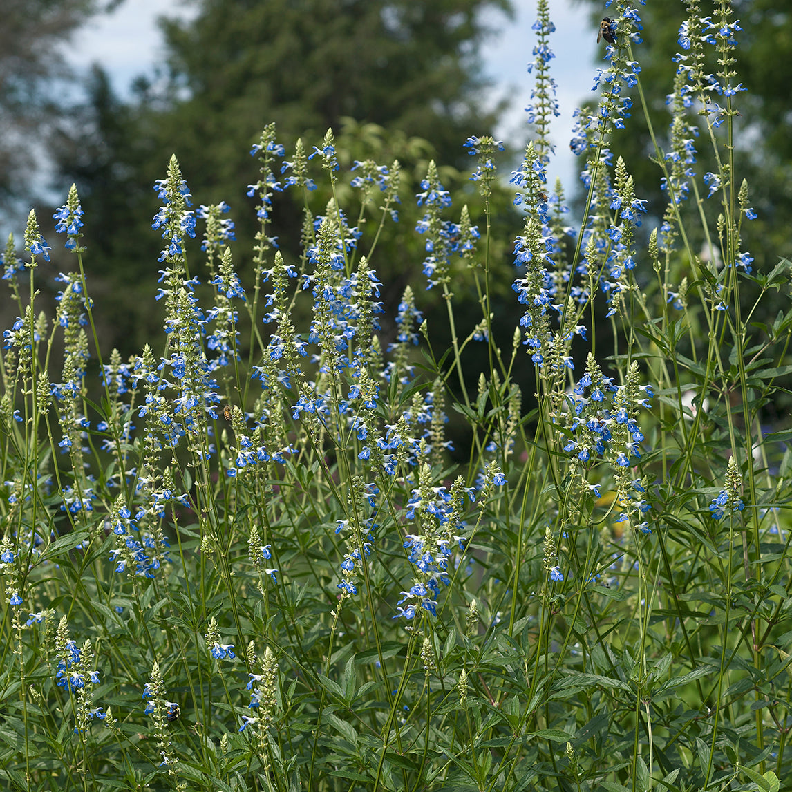 Blue　The　Spike　Sage　Diggers　Club