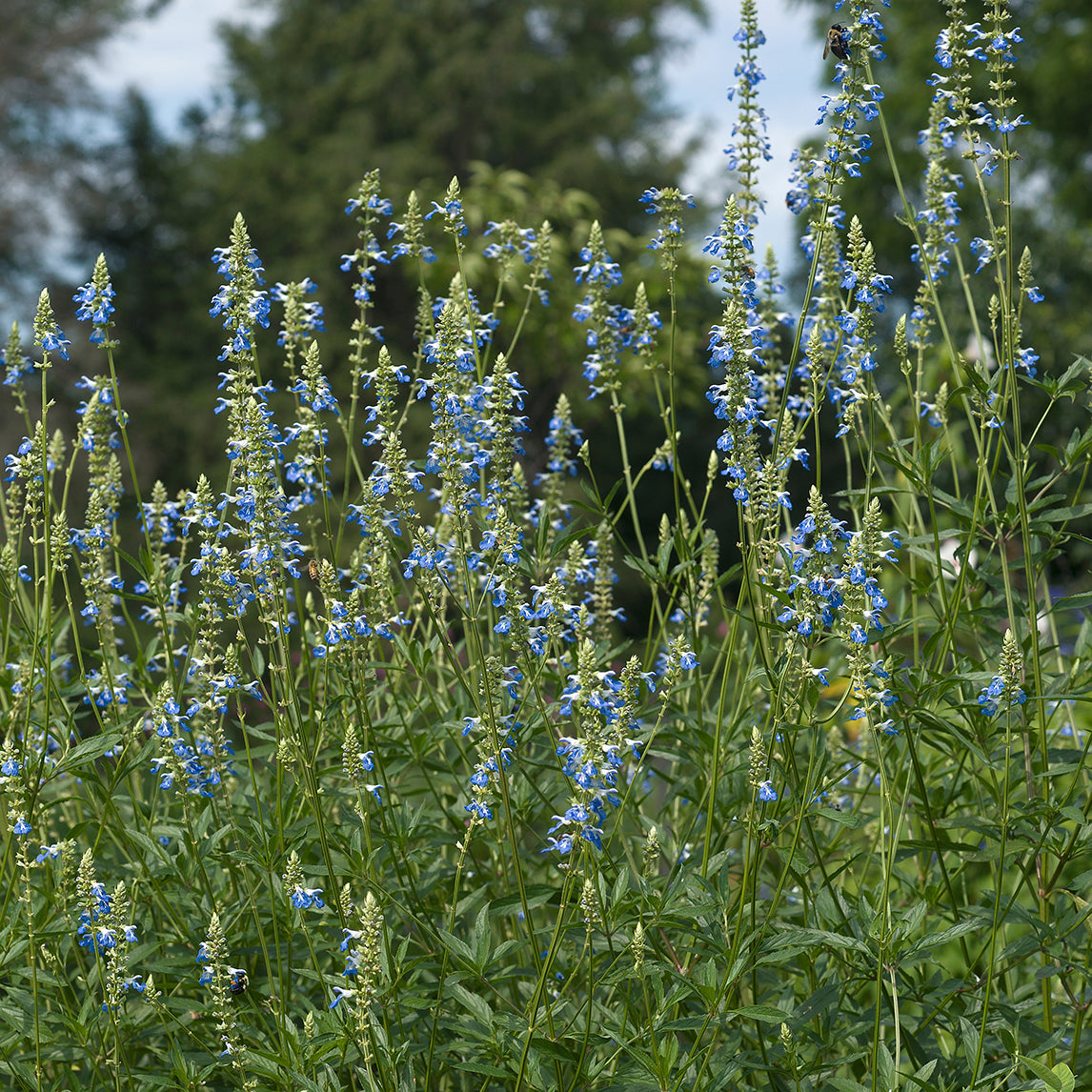 Blue Spike Sage