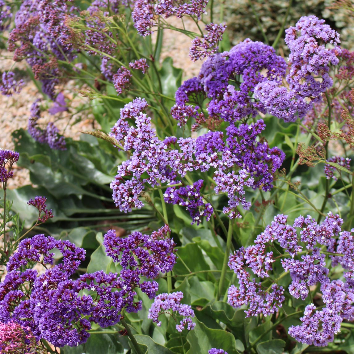 australian lavender plant Sea Lavender