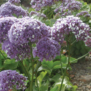 Sea Lavender