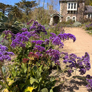 Sea Lavender