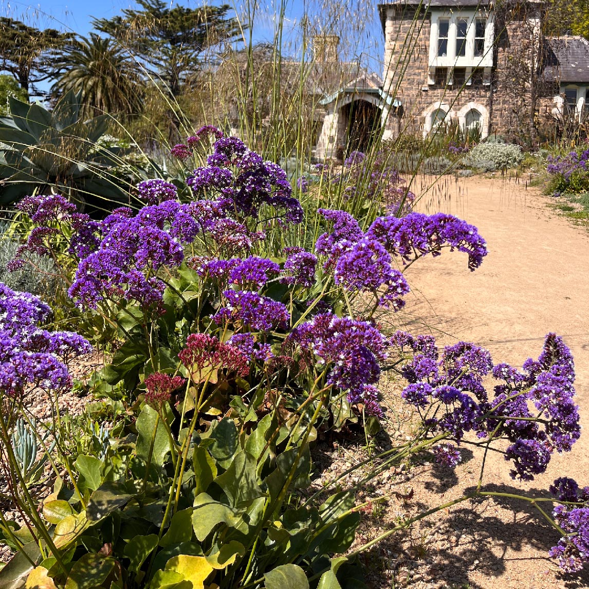 Sea Lavender