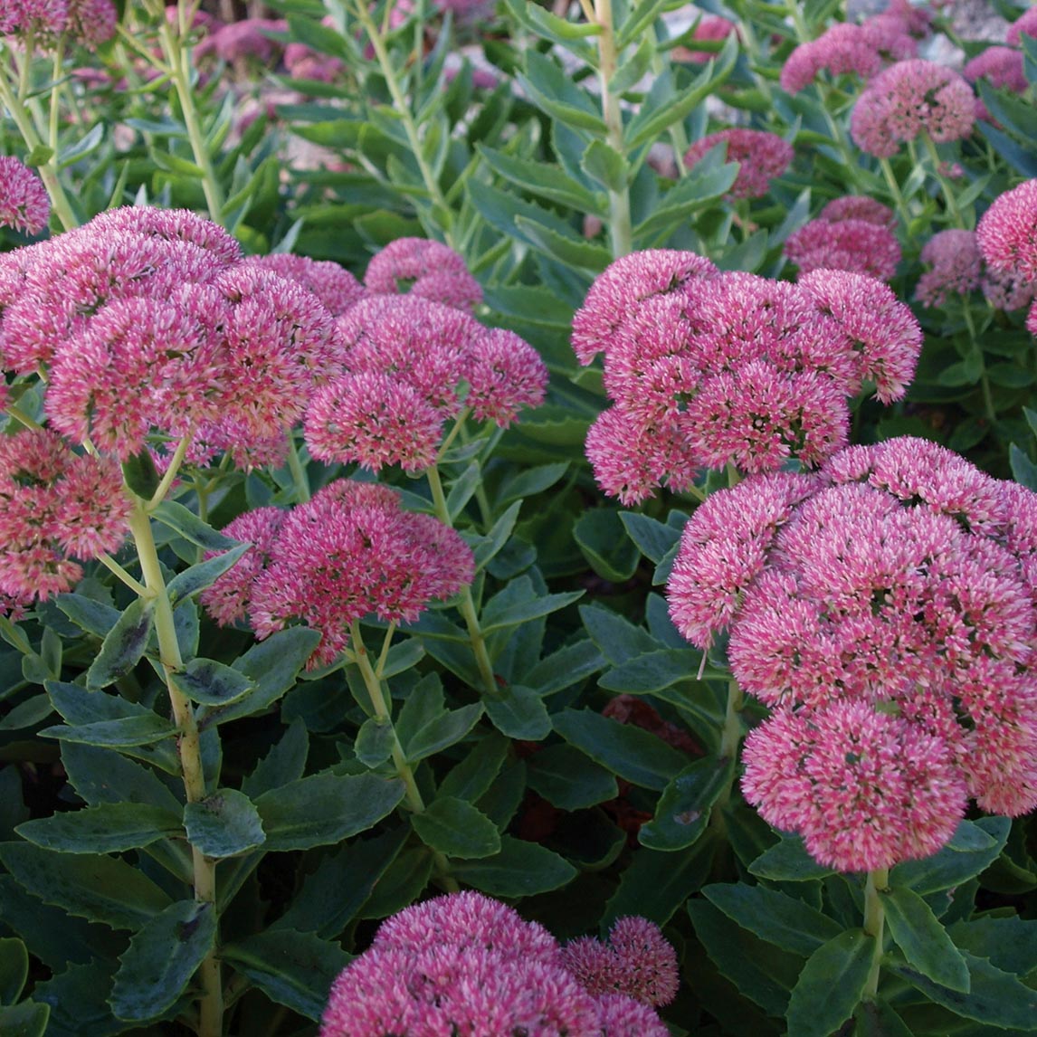 Sedum Autumn Joy The Diggers Club sedum-autumn-joy-the-diggers-club