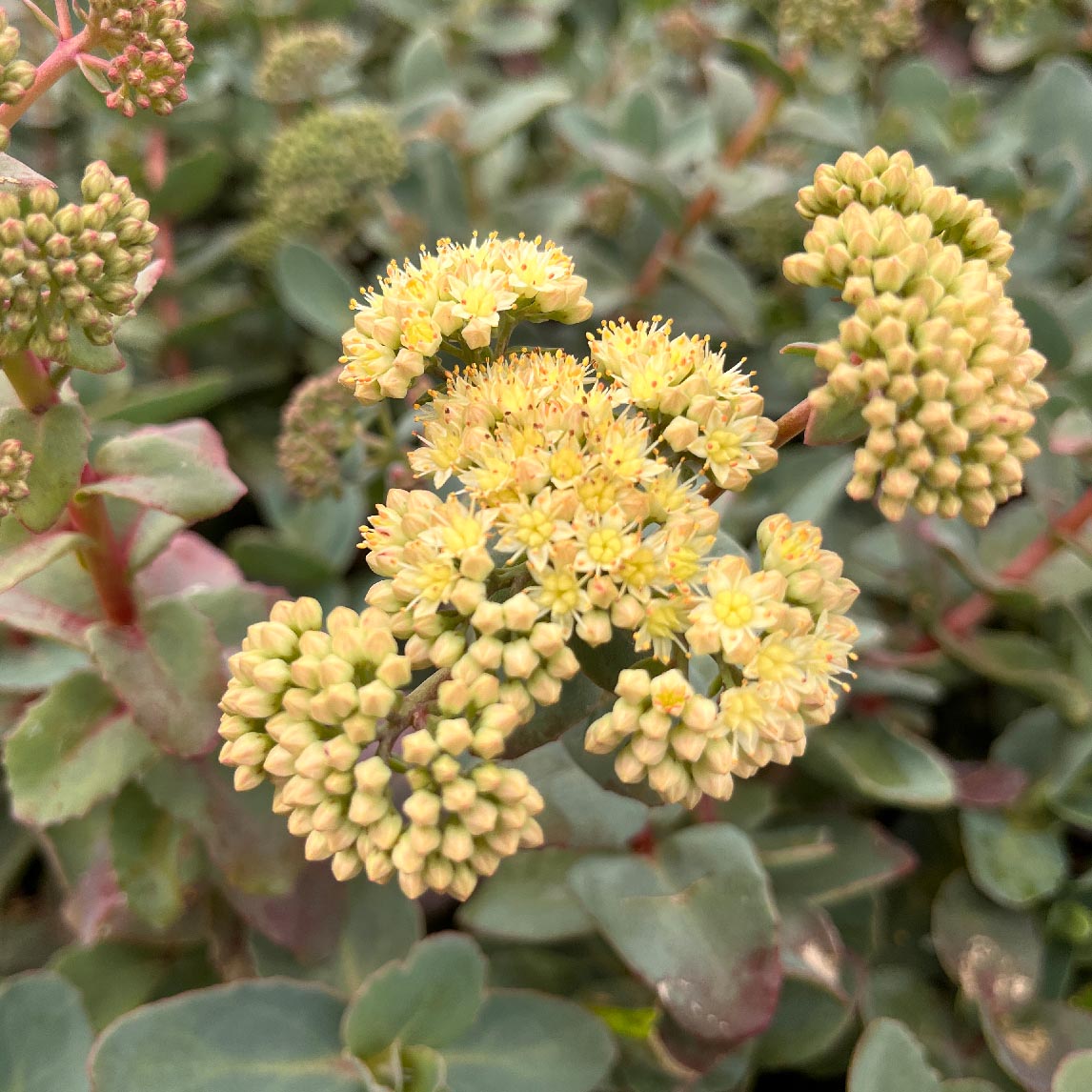 Sedum ruprechtii