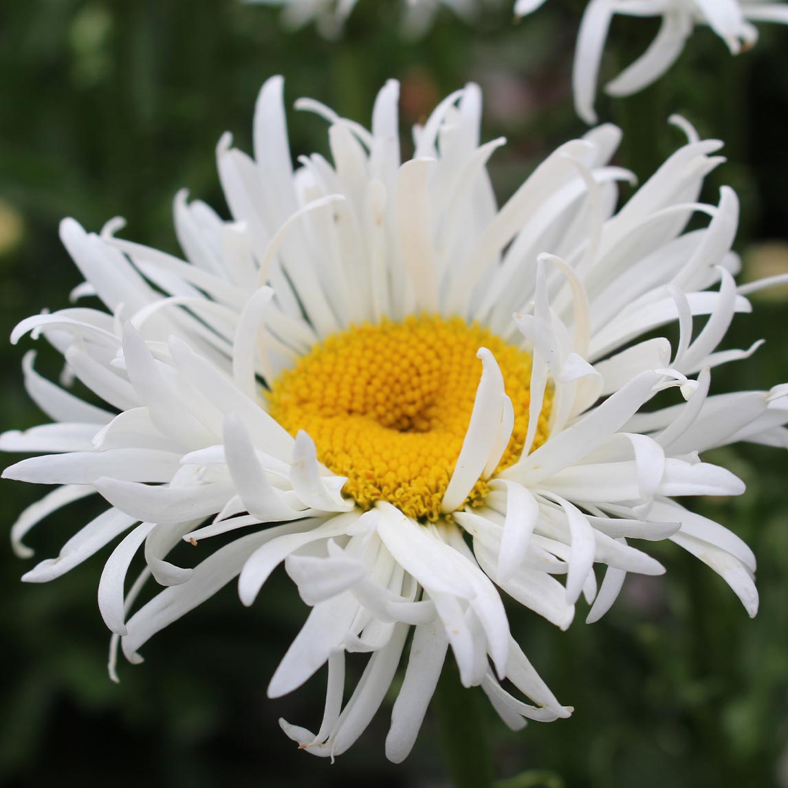 Shasta Daisy 'Shaggy Gem'