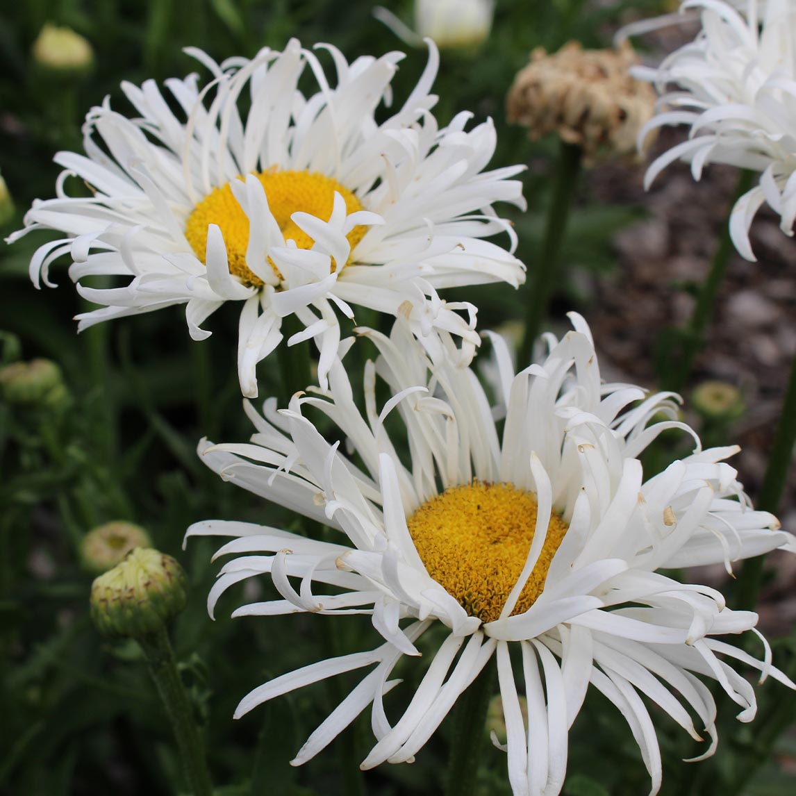 Shasta Daisy &#39;Shaggy Gem&#39;
