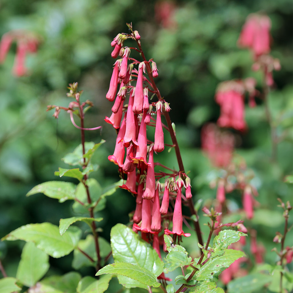 Cape Fuchsia ' Salmon'
