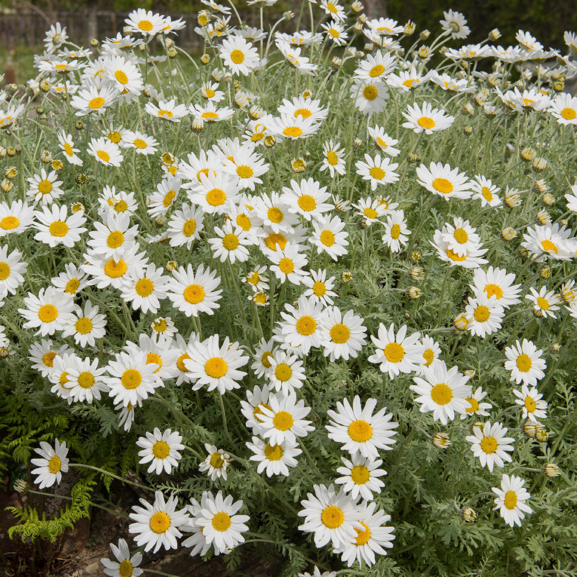 Sicilian Chamomile