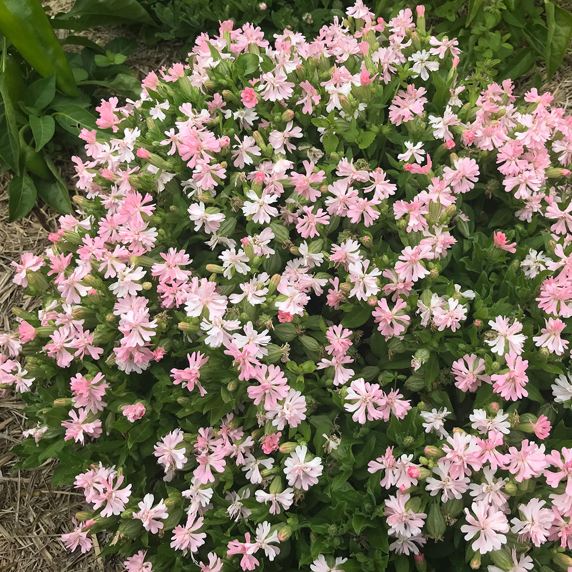 Silene 'Peach Blossom'