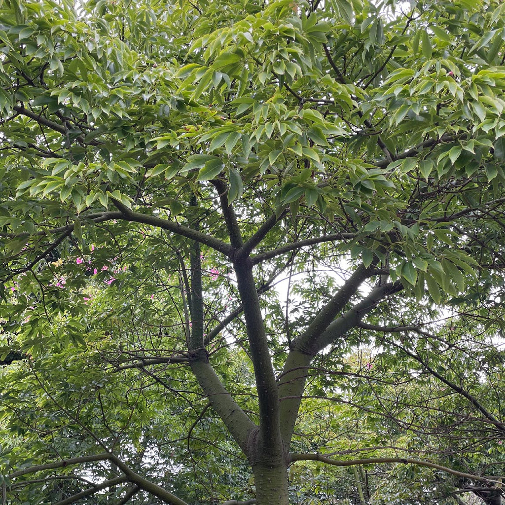 Flom Tree Silk Floss Tree Young Silk Floss Tree | Description, Uses, Fiber,