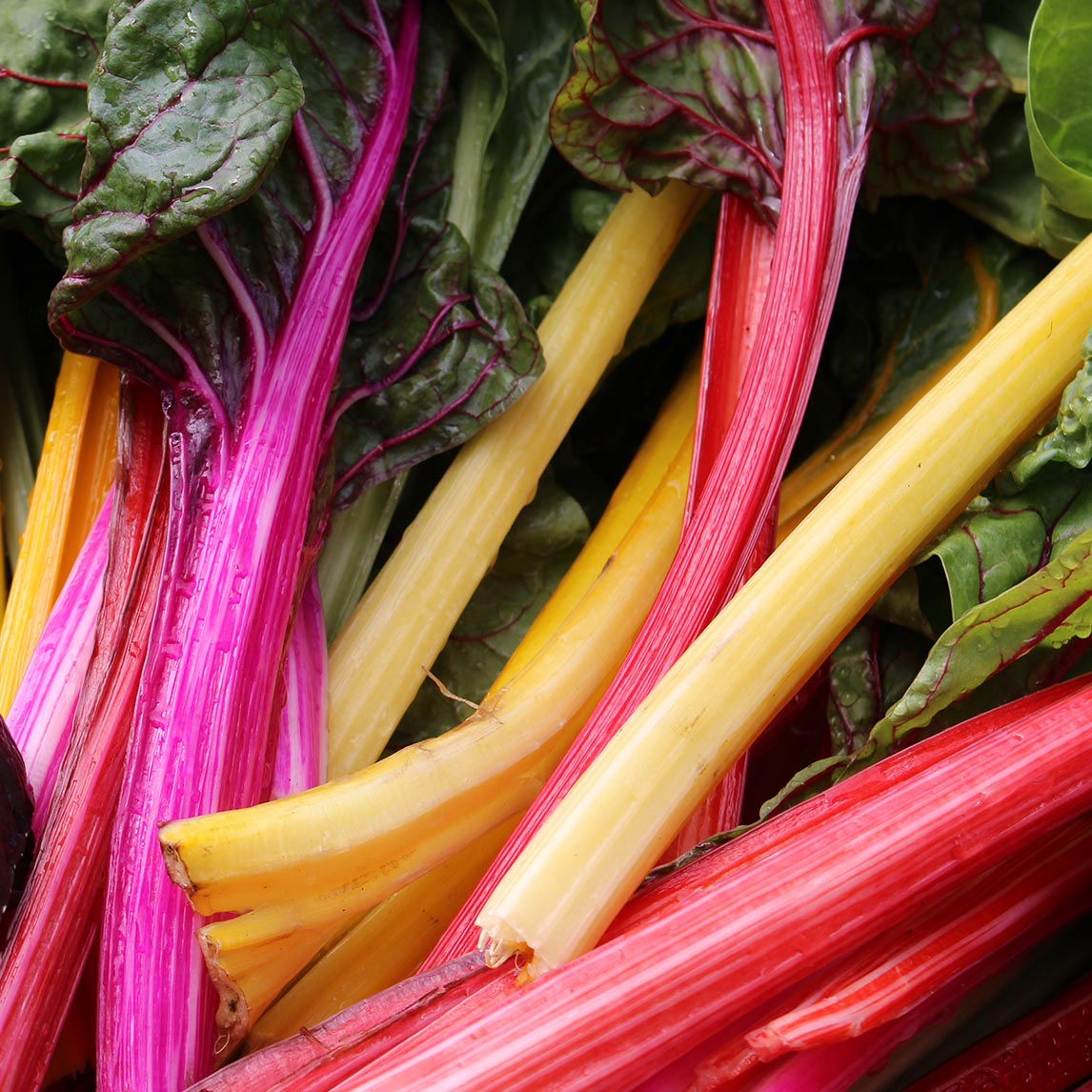 Silverbeet 'Five Colour Mix' (Organic)