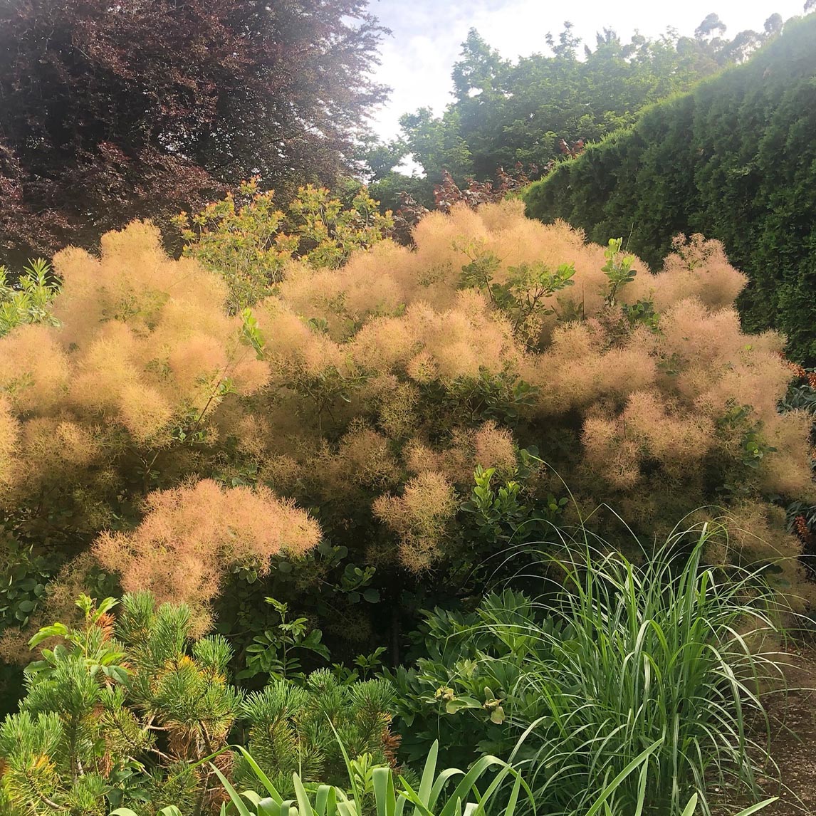 Smoke Bush Green Form