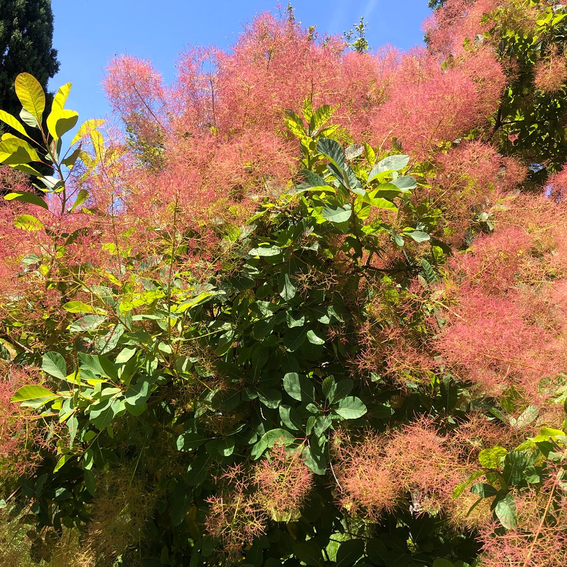 Smoke Bush Green Form
