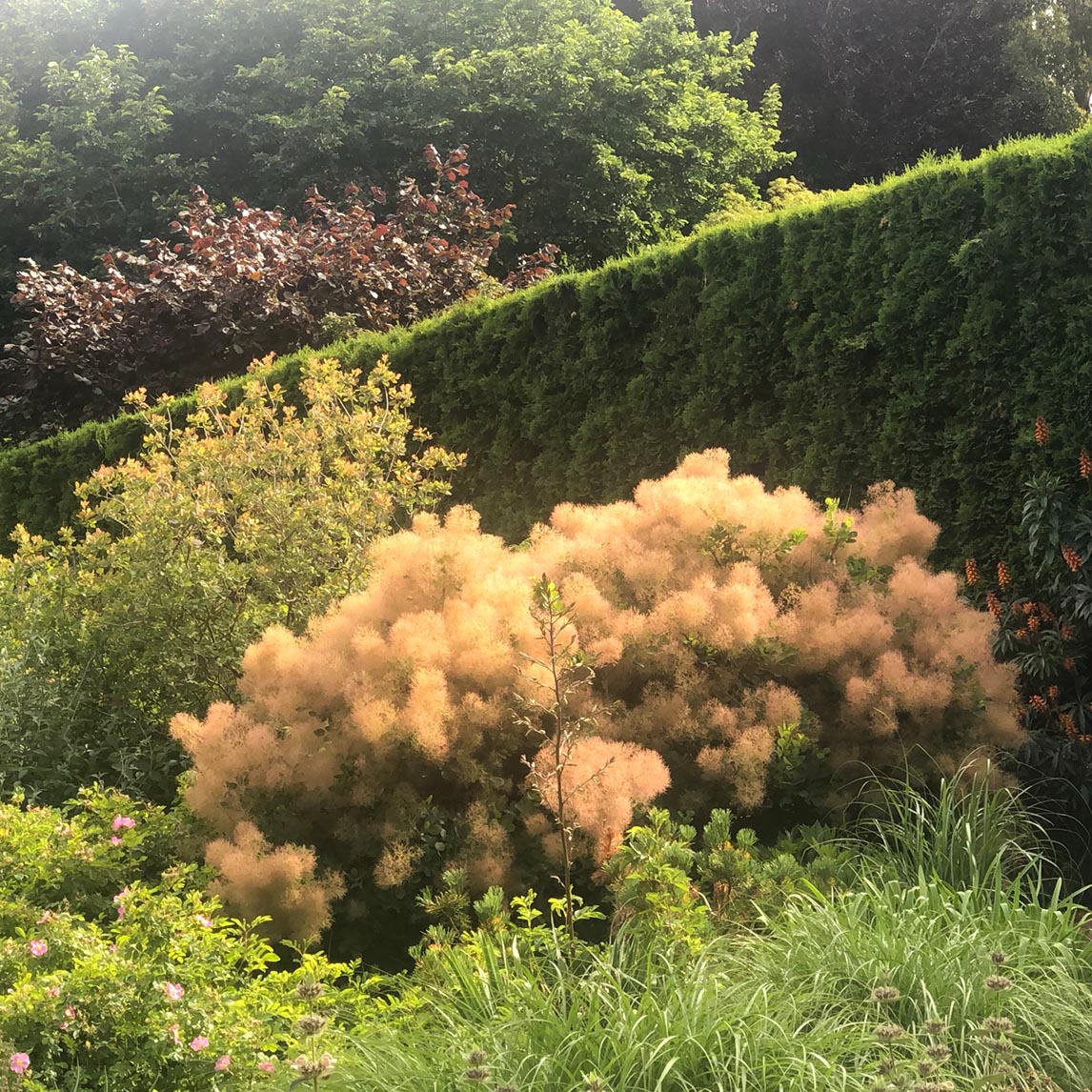 Smoke Bush Green Form