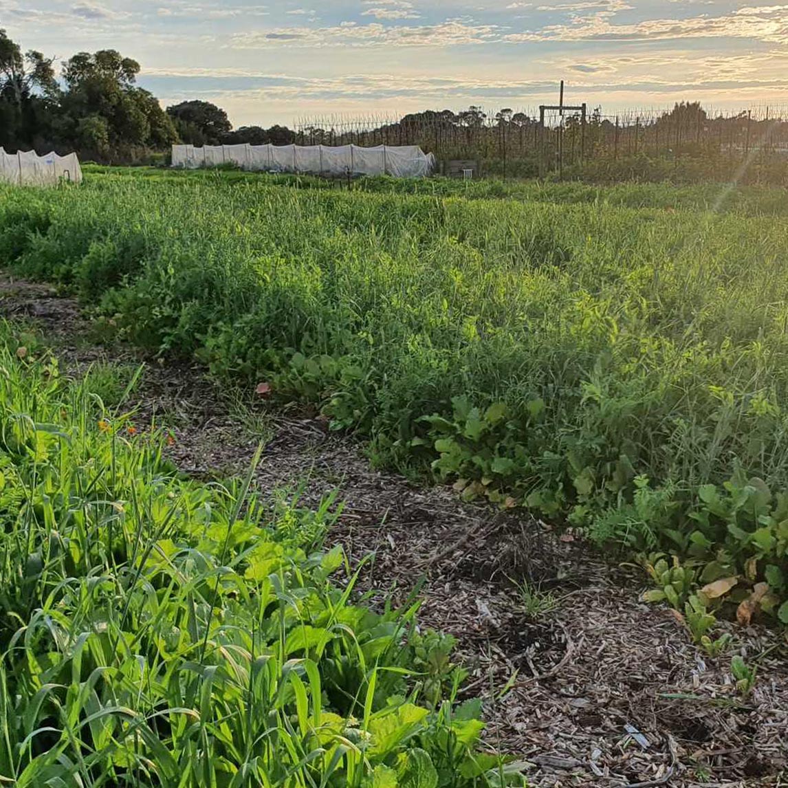 Spring Green Manure Mix