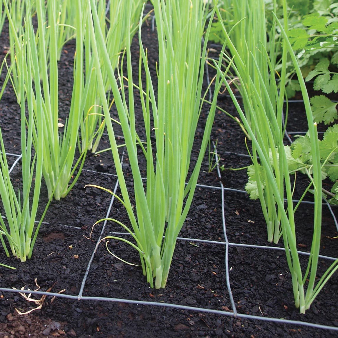 Spring Onion 'Evergreen Trident' (Organic)