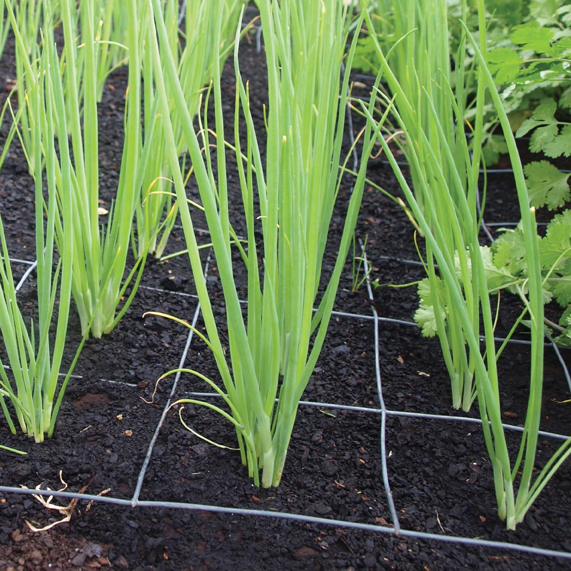Spring Onion &#39;Evergreen Trident&#39;