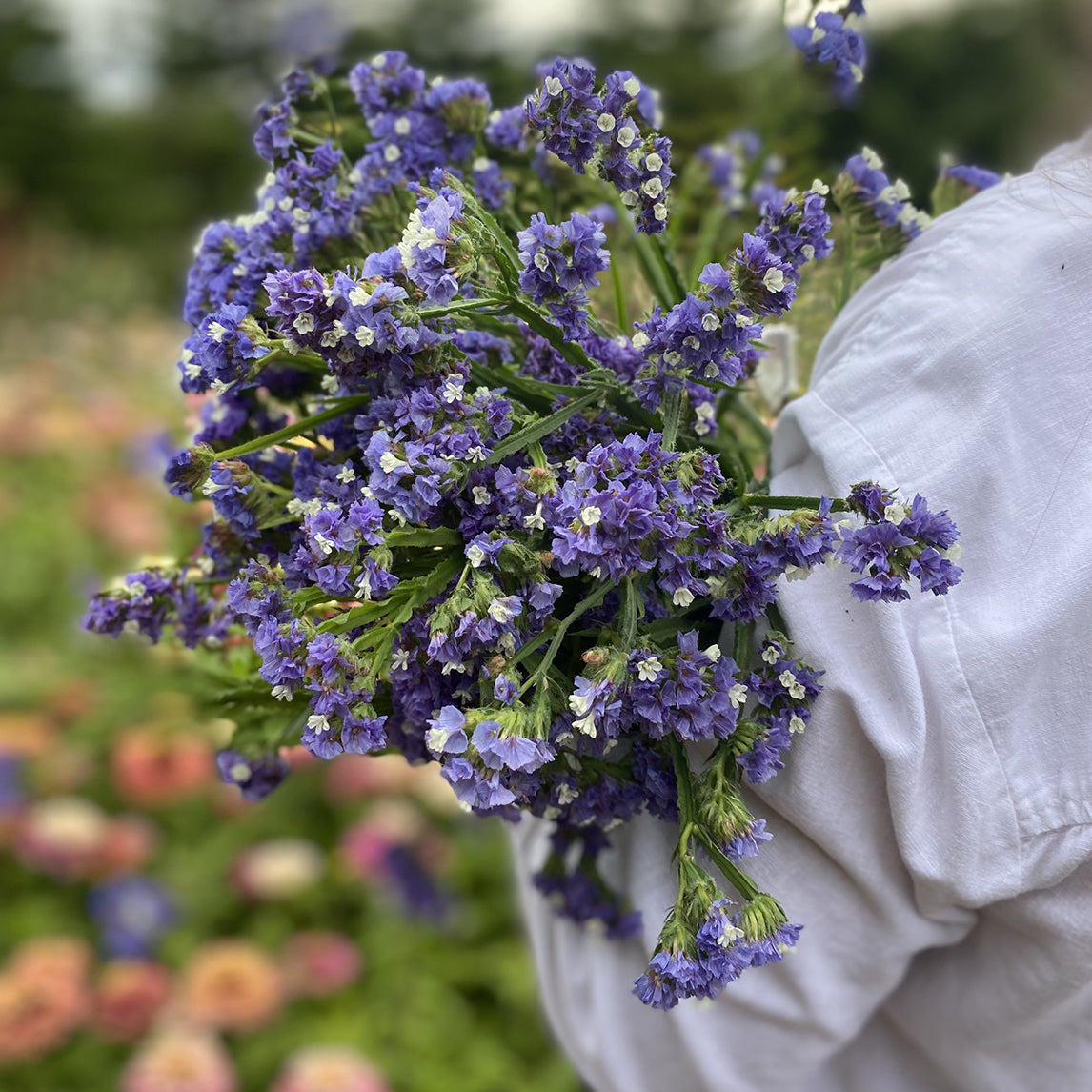 Statice 'Heavenly Blue'