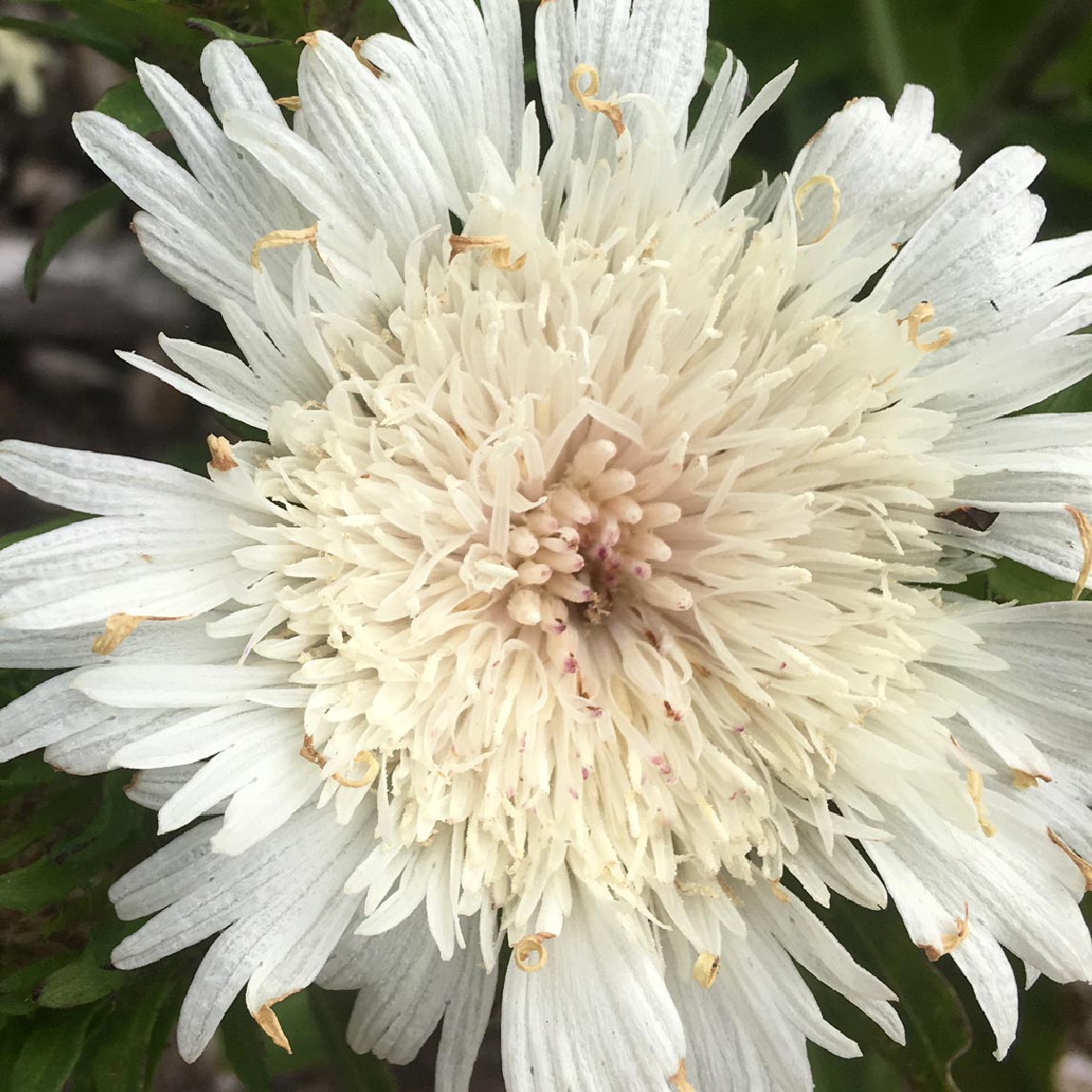 Stokesia 'White Star'