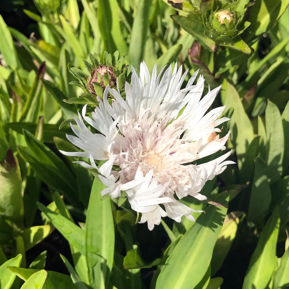 Stokesia &#39;White Star&#39;