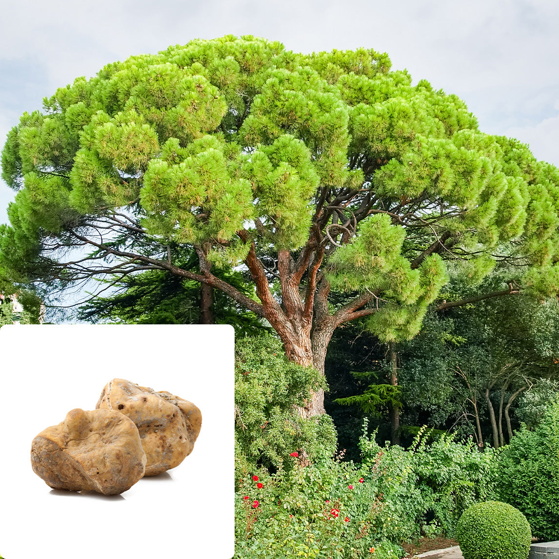 Stone Pine with Bianchetti White Truffle