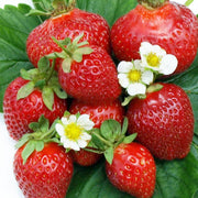 Strawberry 'Chandler'