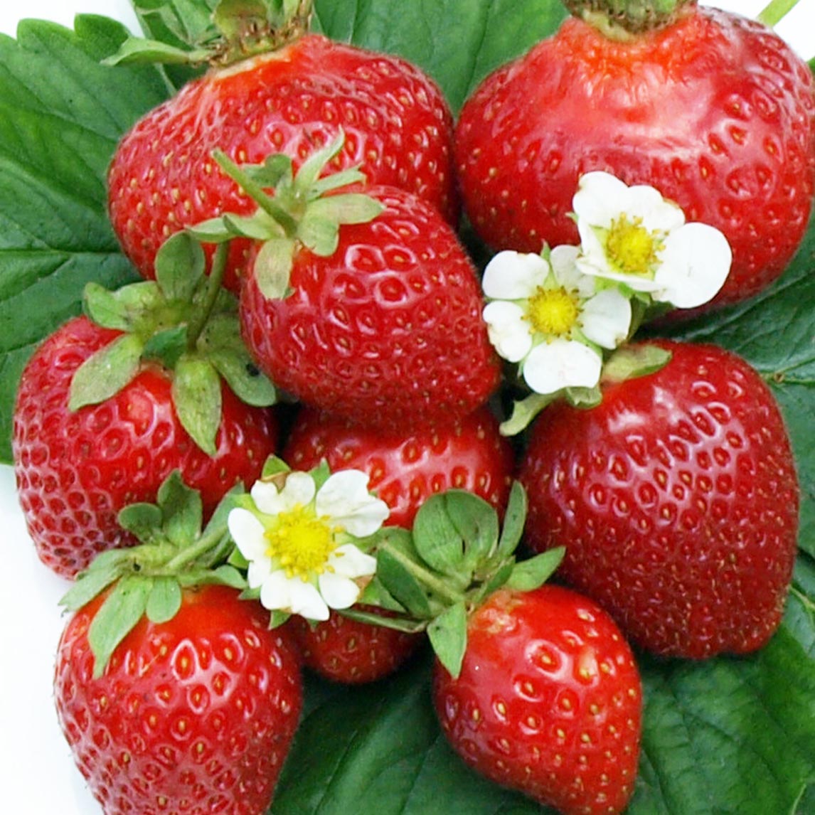 Strawberry &#39;Chandler&#39;