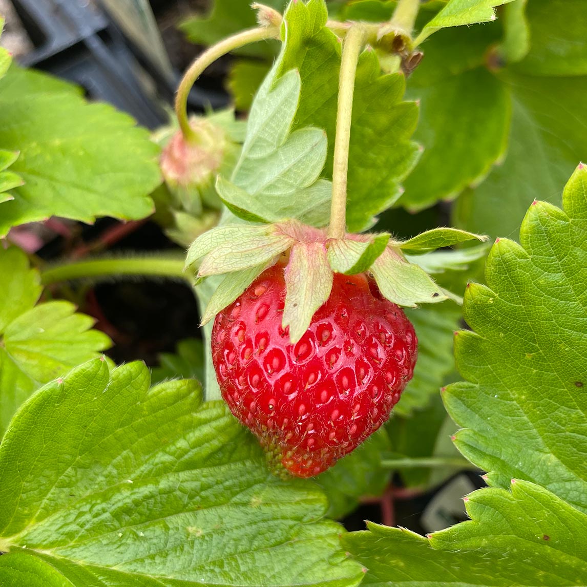 chandler strawberry seeds Strawberry 'Chandler'