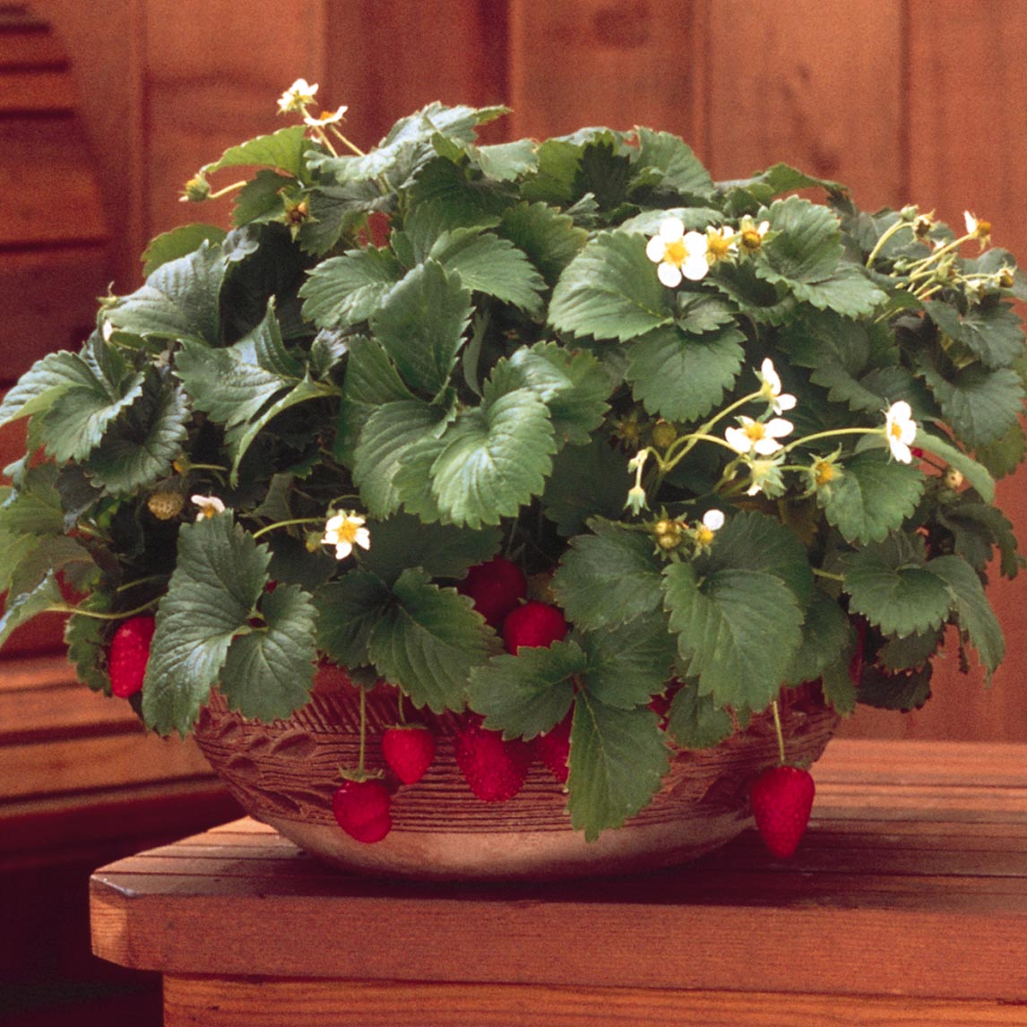 Strawberry 'Fresca'
