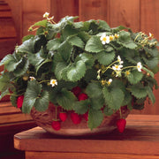 Strawberry 'Fresca'