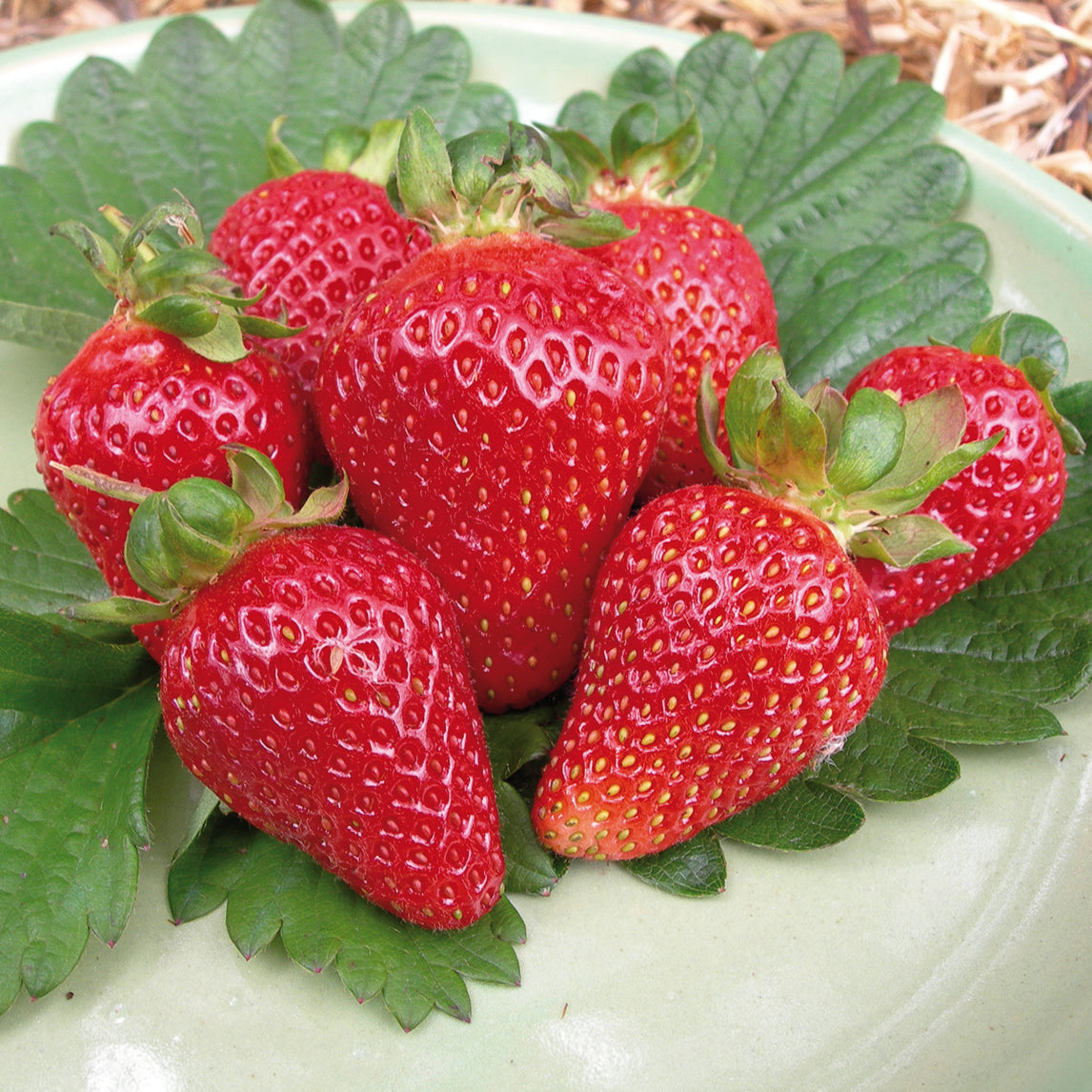 Strawberry 'Melba' Potted