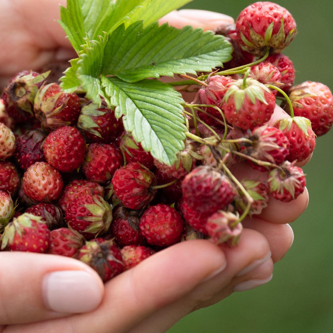 Strawberry - The Diggers Club
