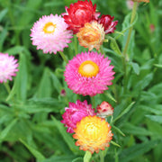 Strawflower Tom Thumb Mix