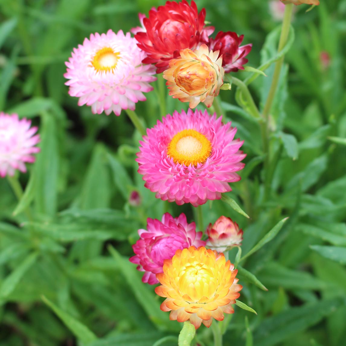 Strawflower Tom Thumb Mix