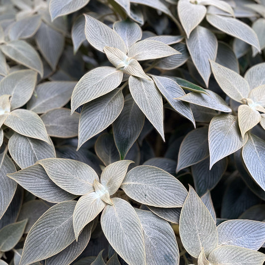 Strobilanthes gossypinus