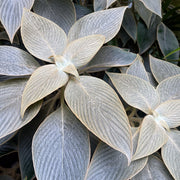 Strobilanthes gossypinus